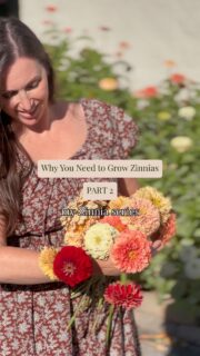 Part 2 of Why You Need to Grow Zinnias: 
My Exact Seeds & Color Palettes 
👩🏻‍🌾Zinnias are incredibly easy to plant and grow, last from spring through fall, and the more you cut, the more they grow! 
✨Comment “ZINNIA” and I will send you direct links to the exact seeds and colors I’ve grown in my garden. 
📝For quick reference:
🪏2026: Benary’s Giants in Salmon Rose, Deep Red, White, Linen, & Ballerina
🪏2025: California Giants in Orange King, Luminosa, Cherry Queen, Violet Queen, Polar Bear, & Canary Bird

Which color palette do you prefer?